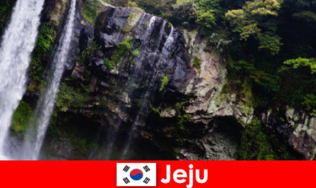 Jeju în Coreea de Sud insula vulcanică subtropicală cu păduri uimitoare pentru străini