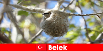 Turiștii naturii experimentează lumea copacilor și a păsărilor din Belek Turcia