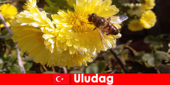 Descoperiți fauna și flora frumoasă în Uludag Turcia
