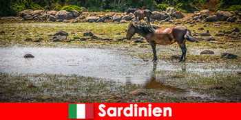 Experimentați animalele sălbatice și natura de aproape ca străini în sardine Italia