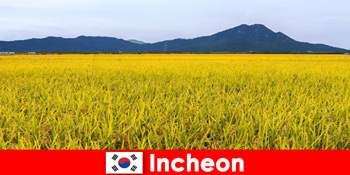 Incheon Coreea de Sud vacanță în natură pentru iubitorii dintre floră și faună