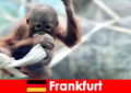 Frankfurt Excursie în familie la a doua cea mai veche grădină zoologică din Germania