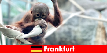 Frankfurt Excursie în familie la a doua cea mai veche grădină zoologică din Germania